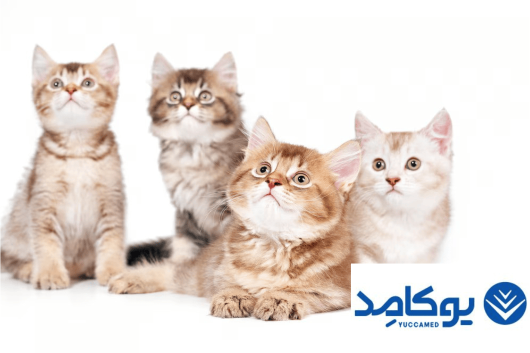 ارتقای کیفیت خدمات درمانی دام‌ها